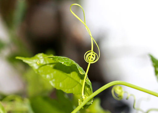 note-musique-plante